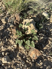 Erodium texanum