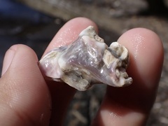 Saccostrea