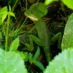 Basiliscus galeritus