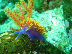 Flabellinopsis iodinea