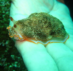 Histiomena marginata