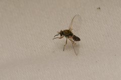 Simuliidae