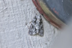 Acronicta marmorata