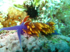 Flabellinopsis iodinea