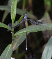 Lestes vigilax