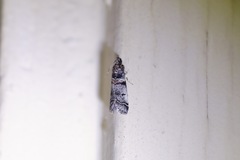 Acrobasis tricolorella