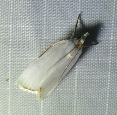 Urola nivalis