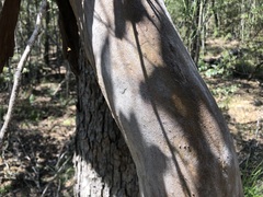 Angophora leiocarpa
