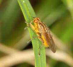 Scathophaga
