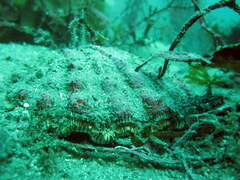 Nodipecten subnodosus