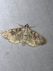 Palpita