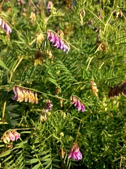 Vicia megalotropis