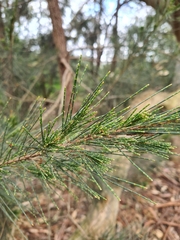 Allocasuarina littoralis
