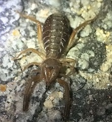 Gluvia dorsalis
