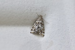 Petrophila confusalis
