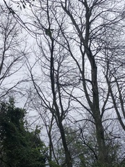 Setophaga coronata