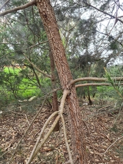 Allocasuarina littoralis
