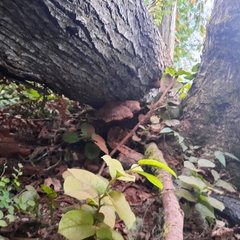 Ganoderma oregonense