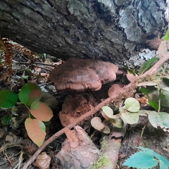 Ganoderma oregonense