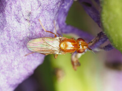 Ectecephala unicolor