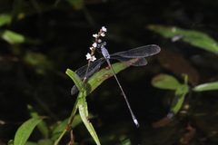 Lestes vigilax