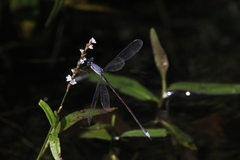 Lestes vigilax
