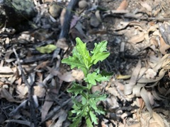 Vittadinia dissecta hirta