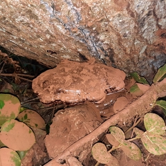 Ganoderma oregonense