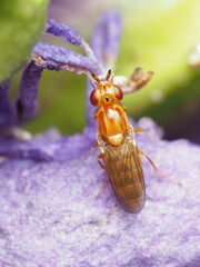 Ectecephala unicolor