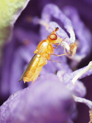 Ectecephala unicolor