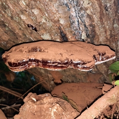 Ganoderma oregonense