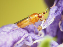 Ectecephala unicolor