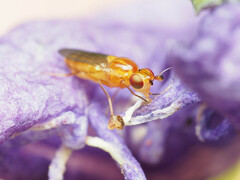 Ectecephala unicolor