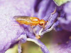 Ectecephala unicolor