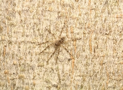 Dolomedes albineus