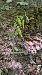 Triphora trianthophoros