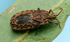 Aradidae
