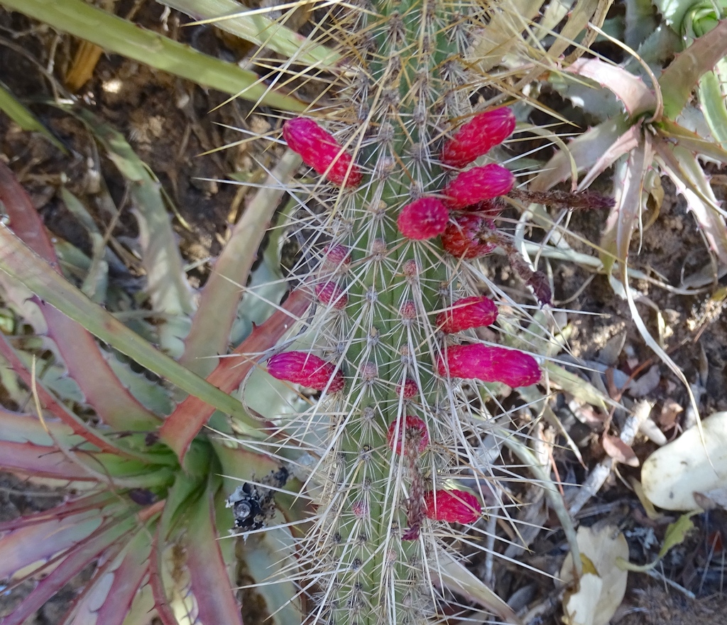 Cleistocactus candelilla Cárdenas 2