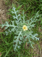 Argemone ochroleuca