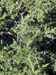 Condalia ericoides