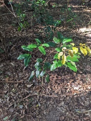 Mischocarpus pyriformis