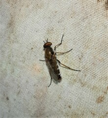 Ozodiceromyia