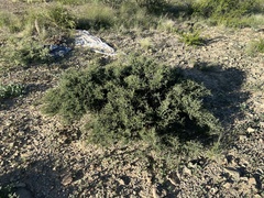 Condalia ericoides