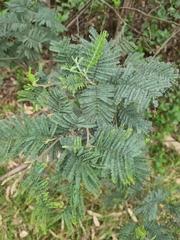 Acacia mearnsii