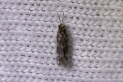 Agraylea