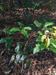 Mischocarpus pyriformis