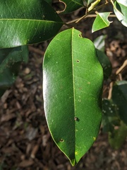 Mischocarpus pyriformis