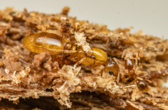 Solenopsis molesta