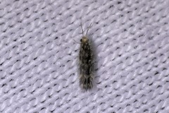 Agraylea