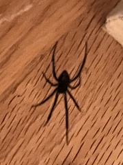 Latrodectus hesperus